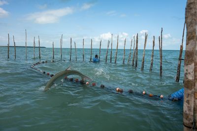 A large silver fish leaps out of a net in an ocean.
