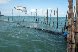 A large fish leaps out of water with fishermen standing chest-deep in the water.