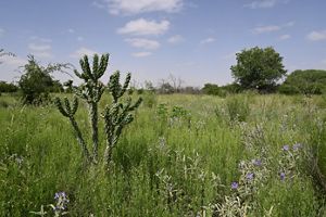 Daytime view of a vast area with green grass and a prominent cholla cactus on the left side.
