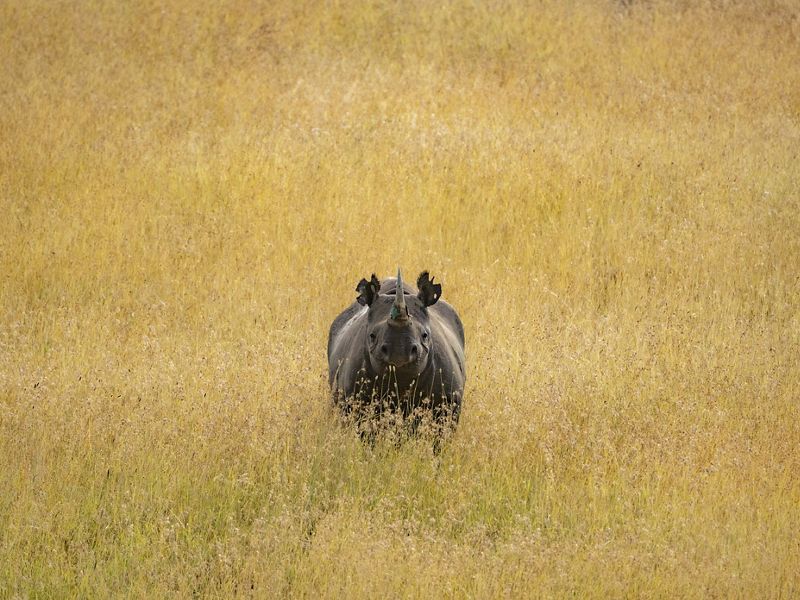 rhino standing in tall grass.