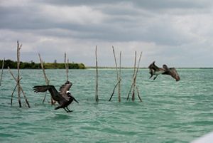 Two pelicans take off from the surface of a tropical ocean.