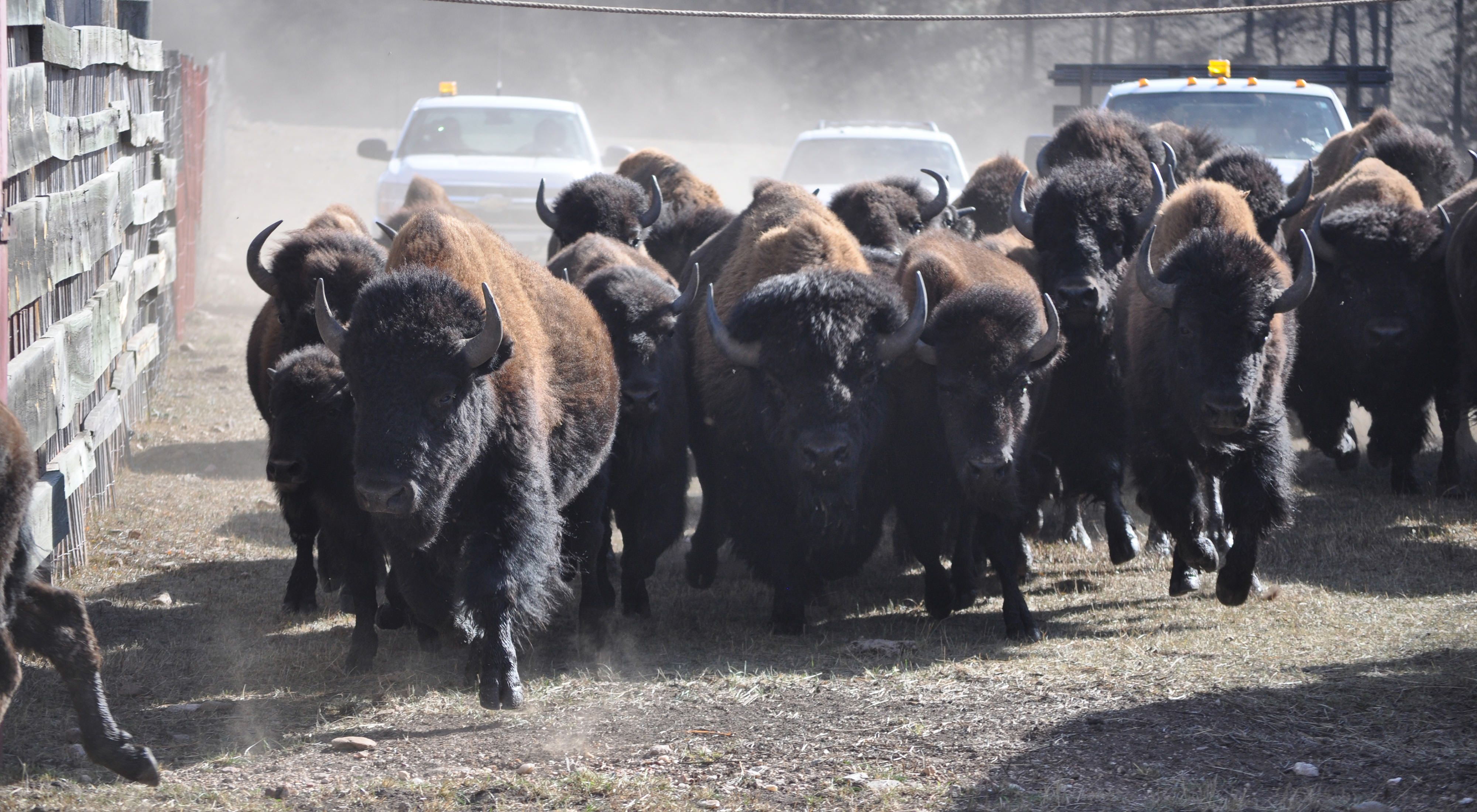 A small herd of bison are guided along a dirt road by TNC staff driving white pickup trucks.