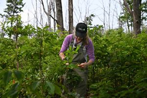 A woman stands in a thicket of tall shrubs collecting green leaves.