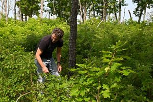 A man walks through a dense grove of tall shrubs and young trees. He is slightly bent forward scanning the foliage for sassagras leaves.