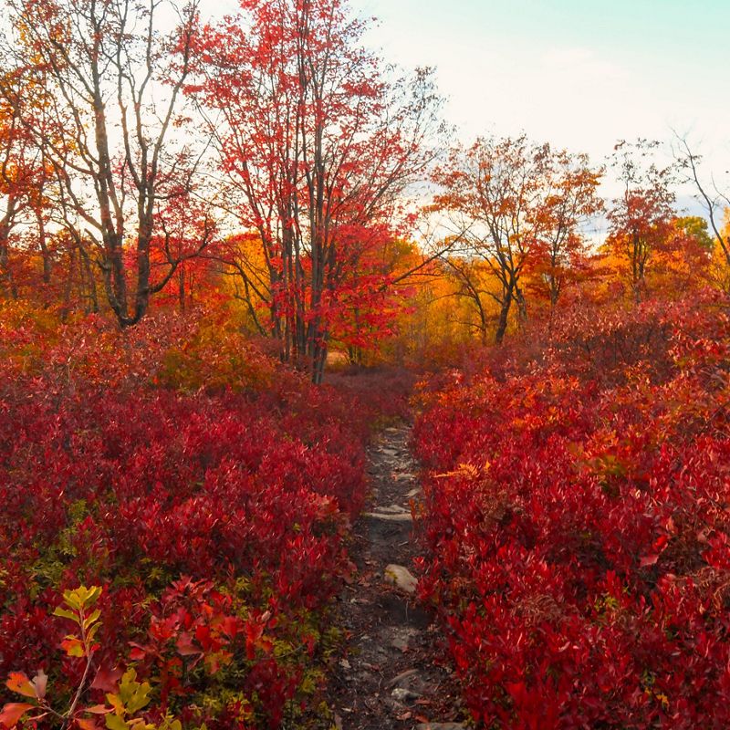 A clear trail runs though a forest dense with red brush and orange leaved trees.