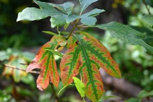 A large three lobed leaf. The green center is outlined with red along the edges of the leaf.