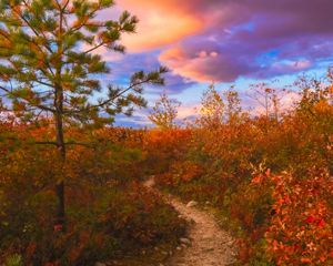 A view of a forest with a purple and blue sky featuring pink clouds in the background.
