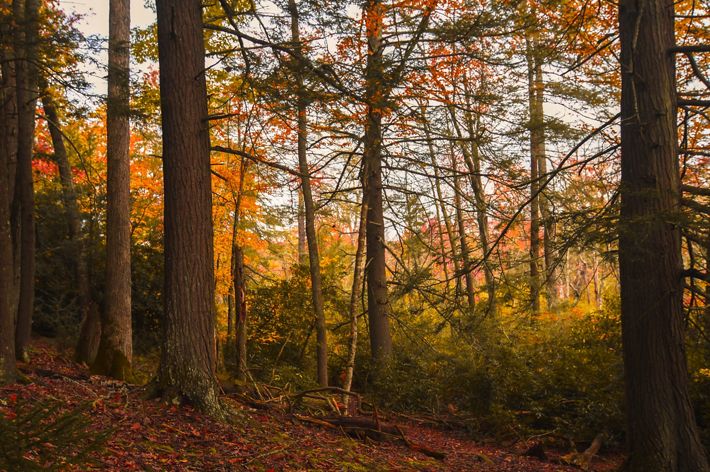 Several tall trees grow in a forest lit orange by the rising sun.