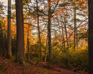 A view of a forest with orange, red, and yellow-colored fall-leafed trees.
