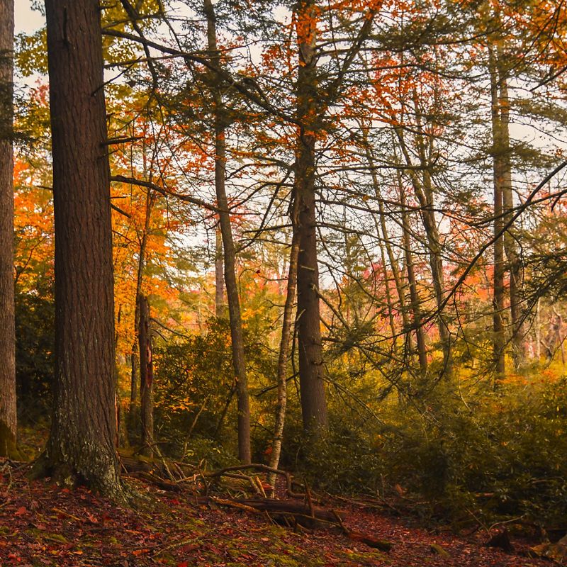 A view of a forest with bright red, orange, and yellow fall-colored leaves.