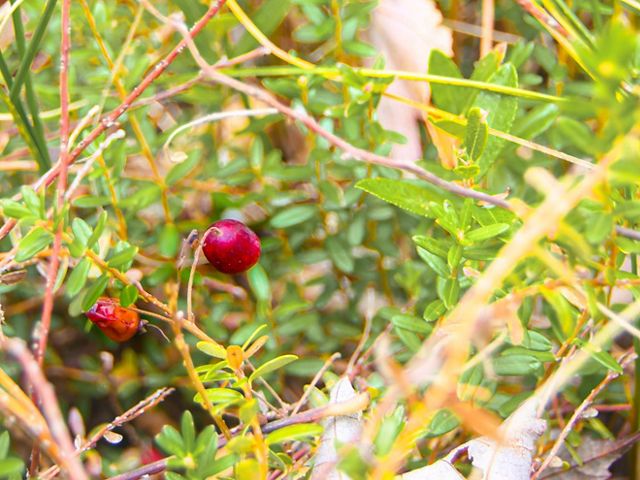 Two red berries grow on a bush.