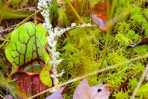 A green and red Pitch Plants filled with water sits on lush green growth.