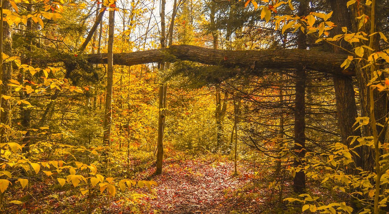 A tree lays horizontally above a cleared path creating an overhead cover in a forest of brilliant golden leaves in autumn.