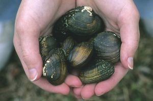 A person holds several freshwater mussels in two hands.