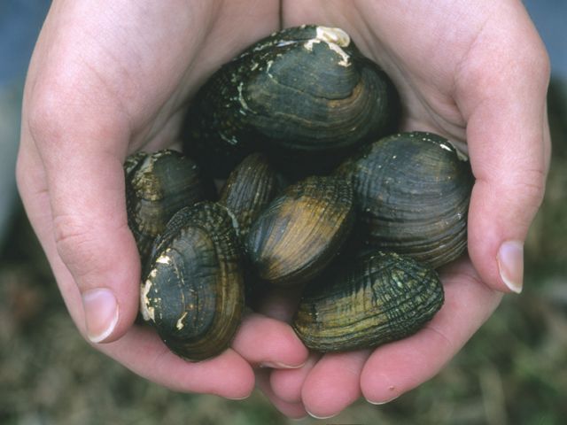 A person holds several freshwater mussels in two hands.