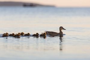 A family of ducks swims along a lake. 