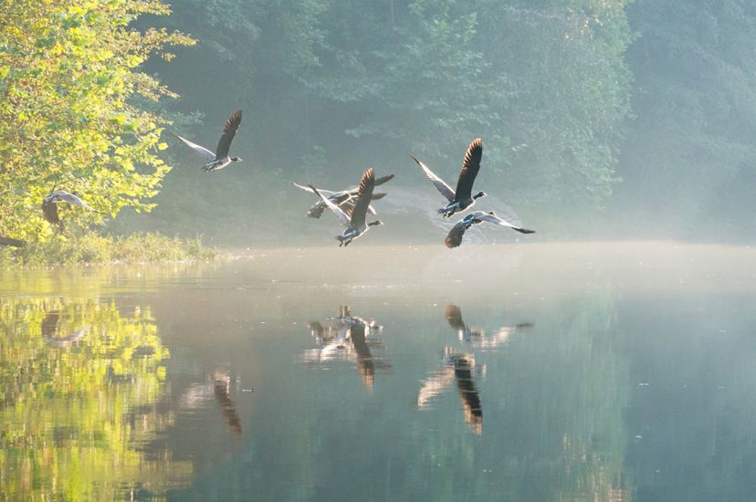 Ducks flying above the Locust Fork of the Black Warrior River.