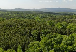 A rolling, green forest abuts blue-tinted mountains in the distance.