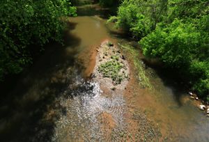 A small, orange clay island emerges from a slow-moving creek, surrounded by green river grasses and trees.