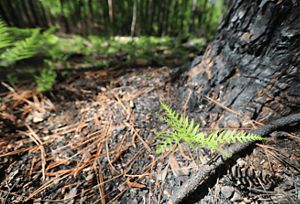 A bright green fern emerges from the base of a fire-scorched pine, surrounded by orange pine needles.