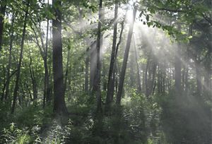 Dense forests shade green groundcover. The sun shines bright yellow rays through the trees' green leaves.