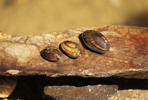 Various mussels in a creek.