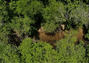 From above, a creek winds through dense trees in Georgia's Dugdown Corridor. 