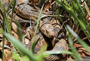 A northern pine snake basks in the sun from its grassy hiding place in Georgia's Dugdown Corridor.