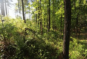 Sunshine pours through scattered trees to illuminate a fern-covered forest floor in Georgia's Dugdown Corridor.