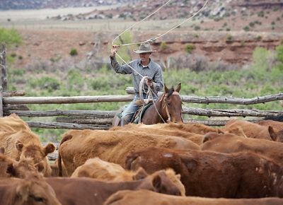 A man on horseback swings a rope over his head as he attempts to rope cattle in a corral.