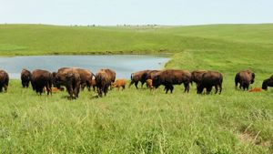 A herd of bison at Dunn Ranch Prairie