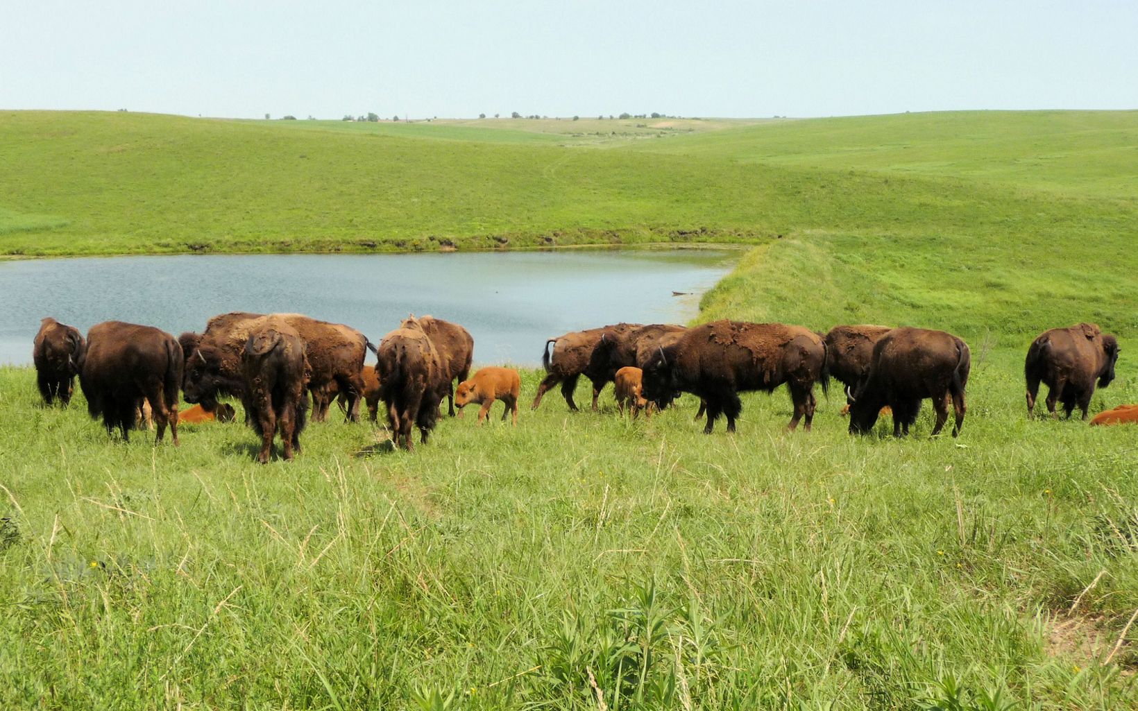 A herd of bison on the bright green prairie with a body of water behind them.