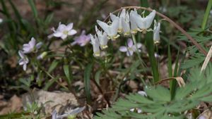 Dutchman's breeches wildflowers, with delicate white flowers in bloom on forest floor. 