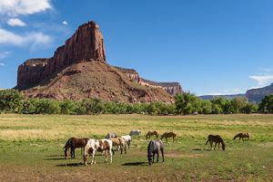 A pack of horses grazing on grass with mesas in the background.