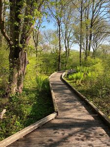 A boardwalk trail winds through the woods in early spring.