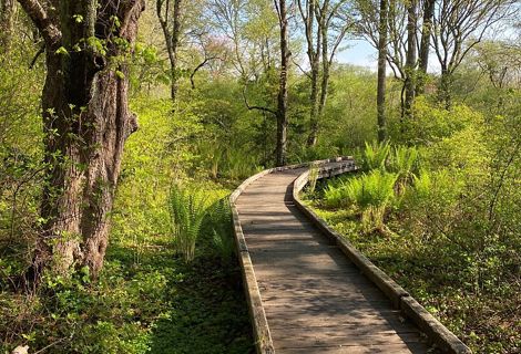 A boardwalk trail winds through the woods in early spring.