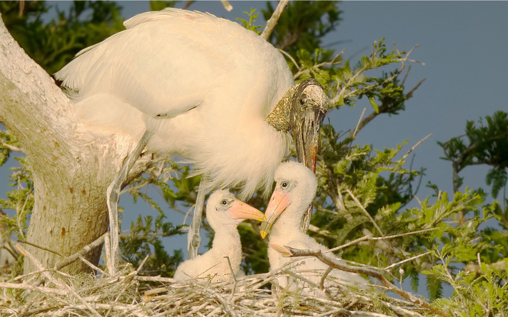 Wood stork parent with two chicks nesting at Disney Wilderness Preserve.