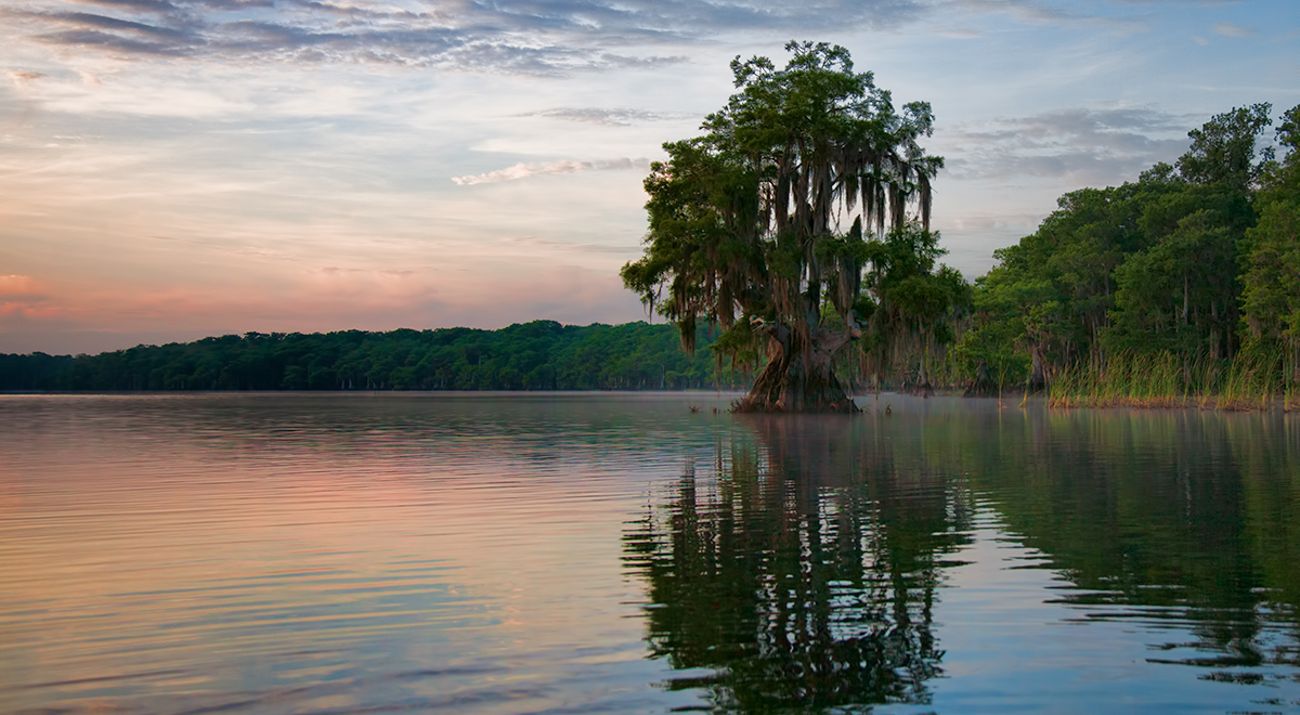 Mangroves overlook a natural lake at Disney Wilderness Preserve.