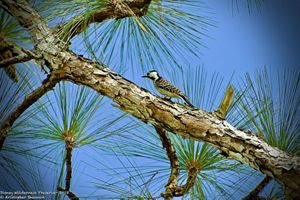 Red-cockaded woodpecker perched on a longleaf pine tree limb at Disney Wilderness Preserve.
