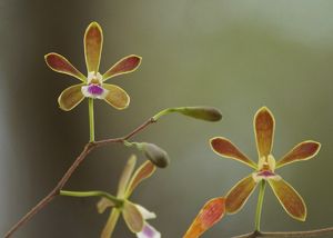 Butterfly orchid in bloom at The Disney Wilderness Preserve.