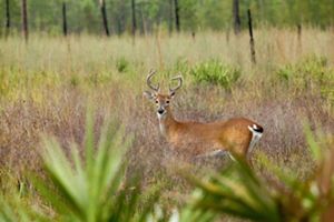 White-tailed deer in a meadow at The Disney Wilderness Preserve.