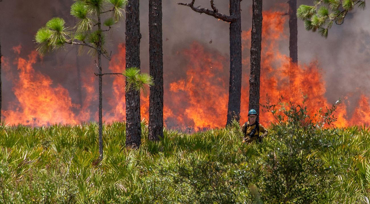 Fire practitioner stands in a prescribed fire in a longleaf pine forest at Disney Wilderness Preserve.