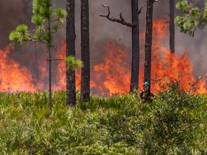 Fire practitioner stands in a prescribed fire in a longleaf pine forest at Disney Wilderness Preserve.