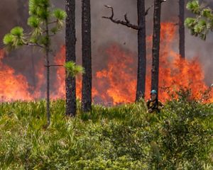 Fire practitioner stands in a prescribed fire in a longleaf pine forest at Disney Wilderness Preserve.