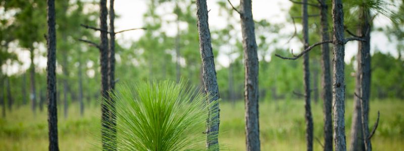 Longleaf pine trees at Apalachicola Bluffs and Ravines Preserve.