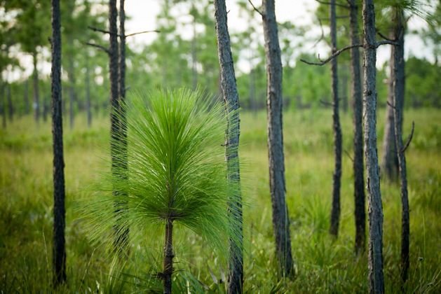 Longleaf pine trees at Apalachicola Bluffs and Ravines Preserve. 