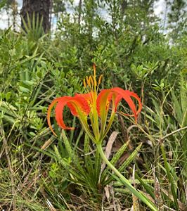 Beautiful orange pine lily wildflower in bloom at The Disney Wilderness Preserve.