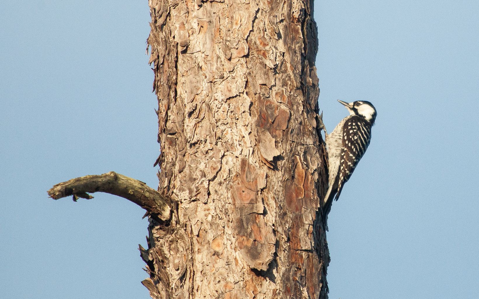 Red-cockaded woodpecker perched in a tree at Disney Wilderness Preserve.