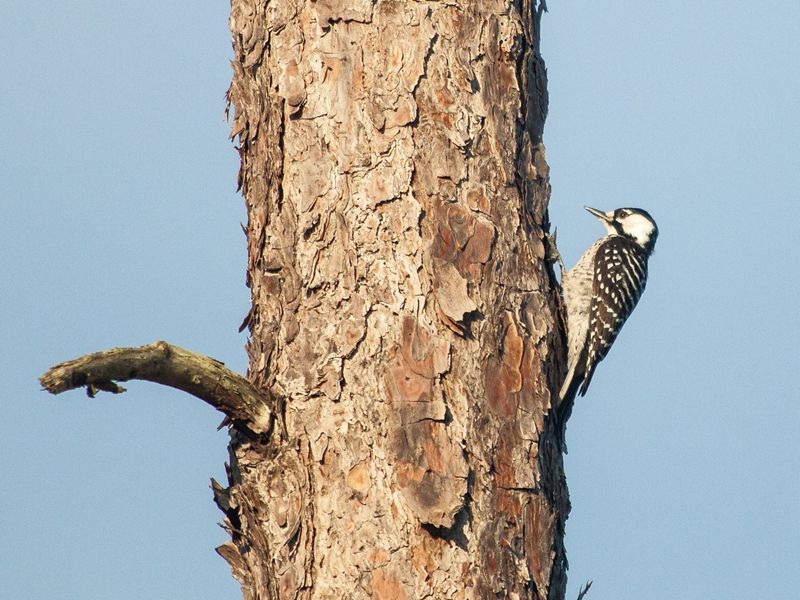 Red-cockaded woodpecker pecking at a tree.