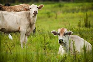 Three white cattle in a pasture at The Disney Wilderness Preserve.